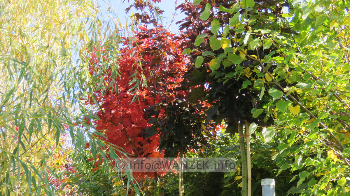 Acer platanoides Crimson Sentry - Herbst 2015.JPG